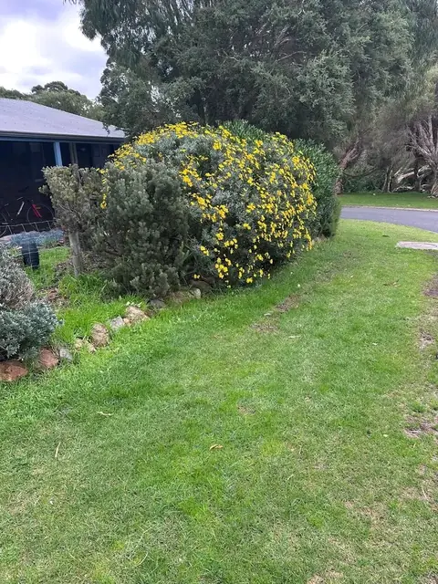 Shaped shrubs and mulched garden bed in Margaret River (2 of 5)